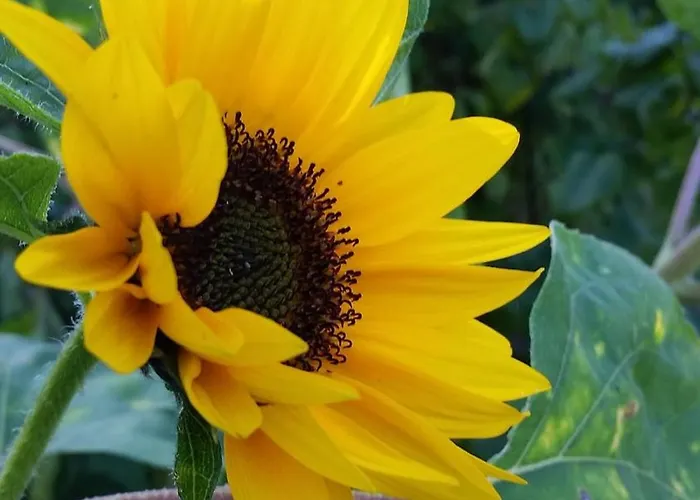 Casa vacanze Bohlingen - Haus 26 Singen